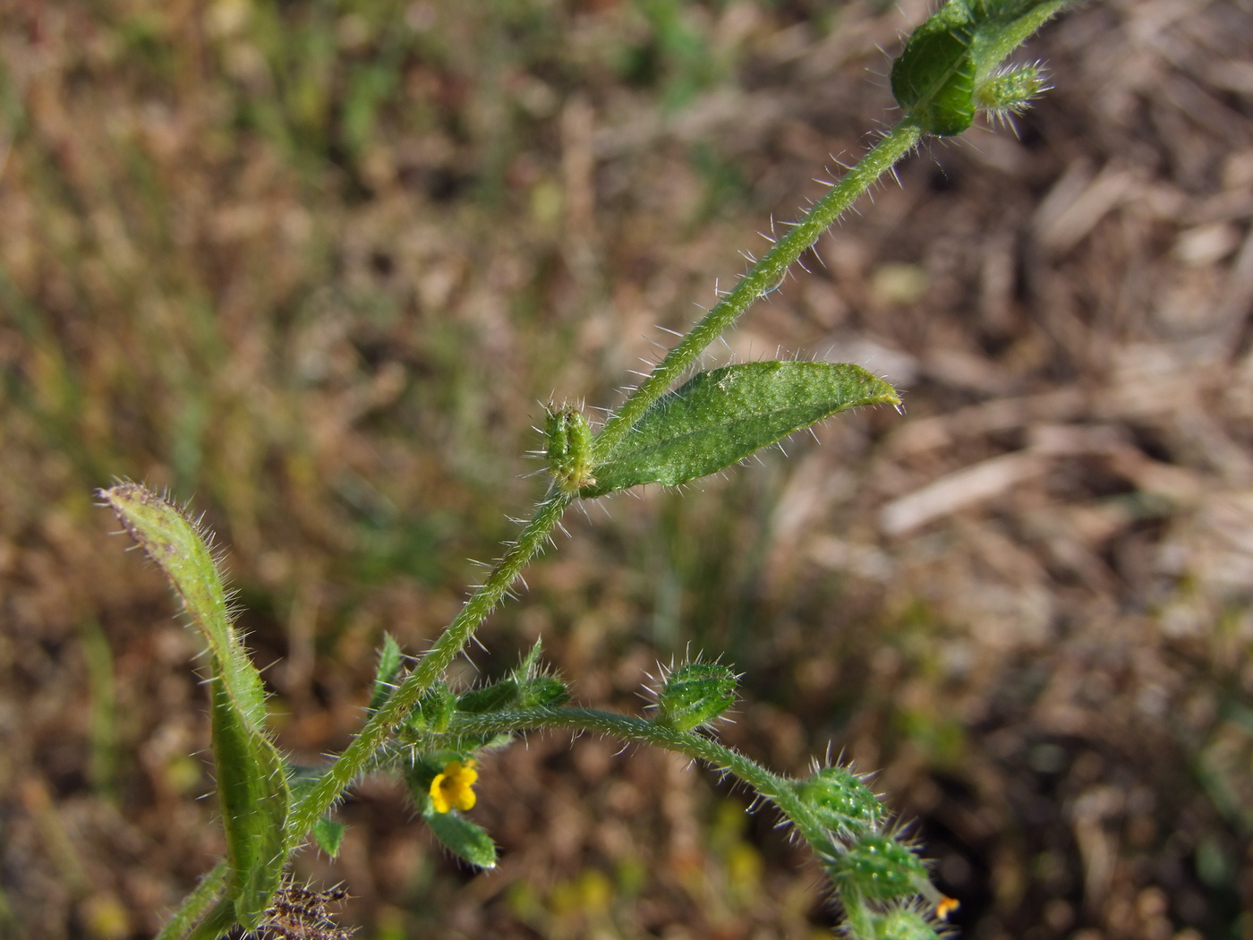 Изображение особи Amsinckia micrantha.