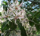 Calodendrum capense