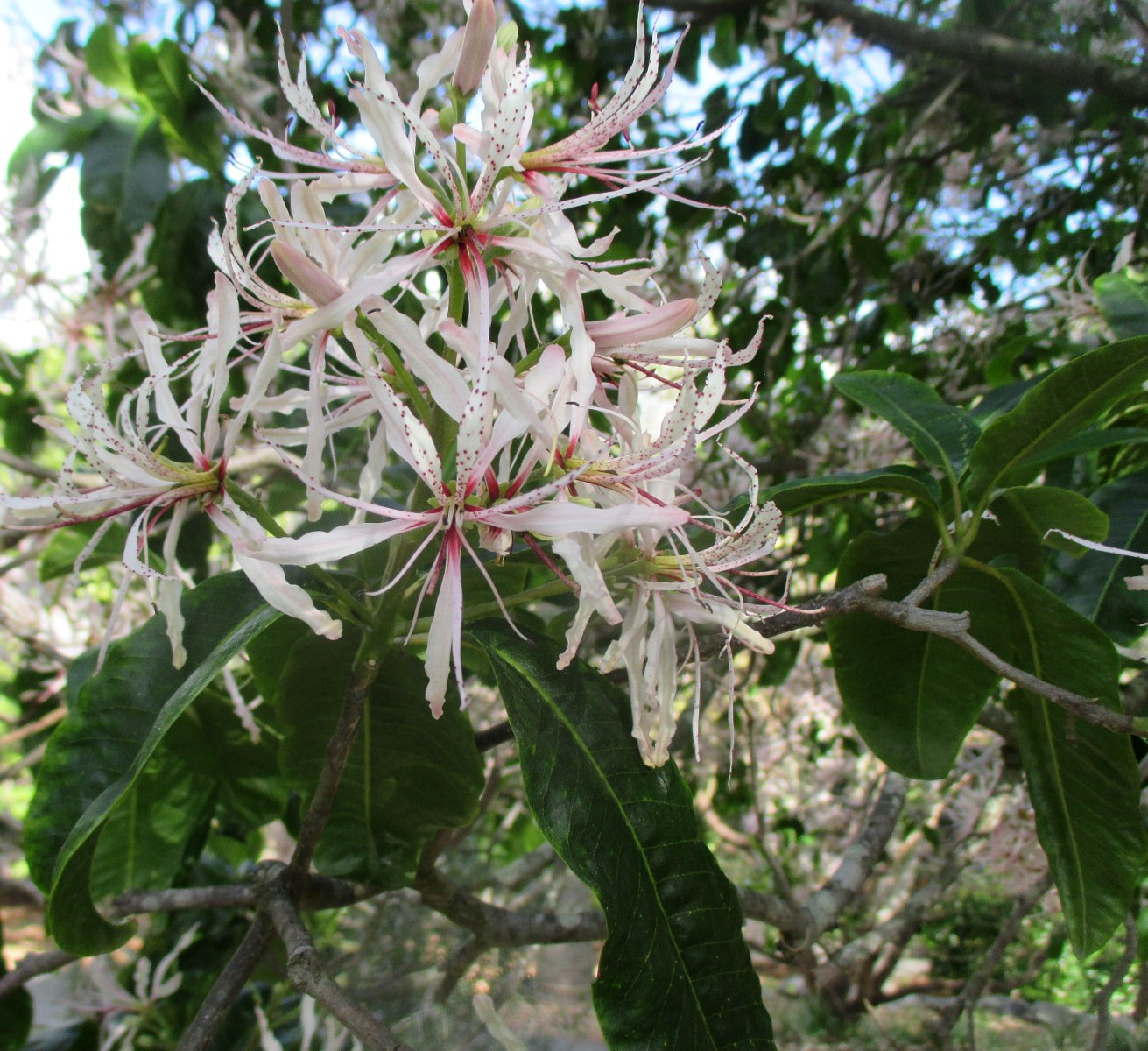 Image of Calodendrum capense specimen.