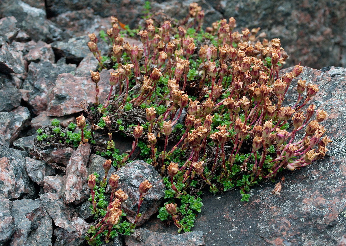 Изображение особи Saxifraga oppositifolia.