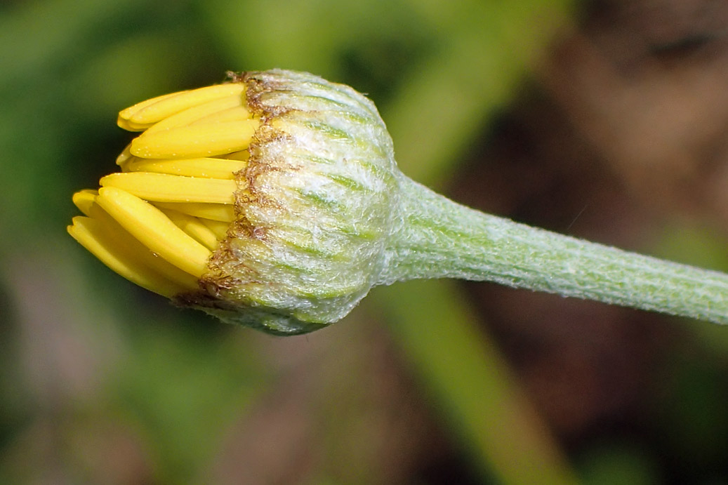 Image of Anthemis tinctoria specimen.