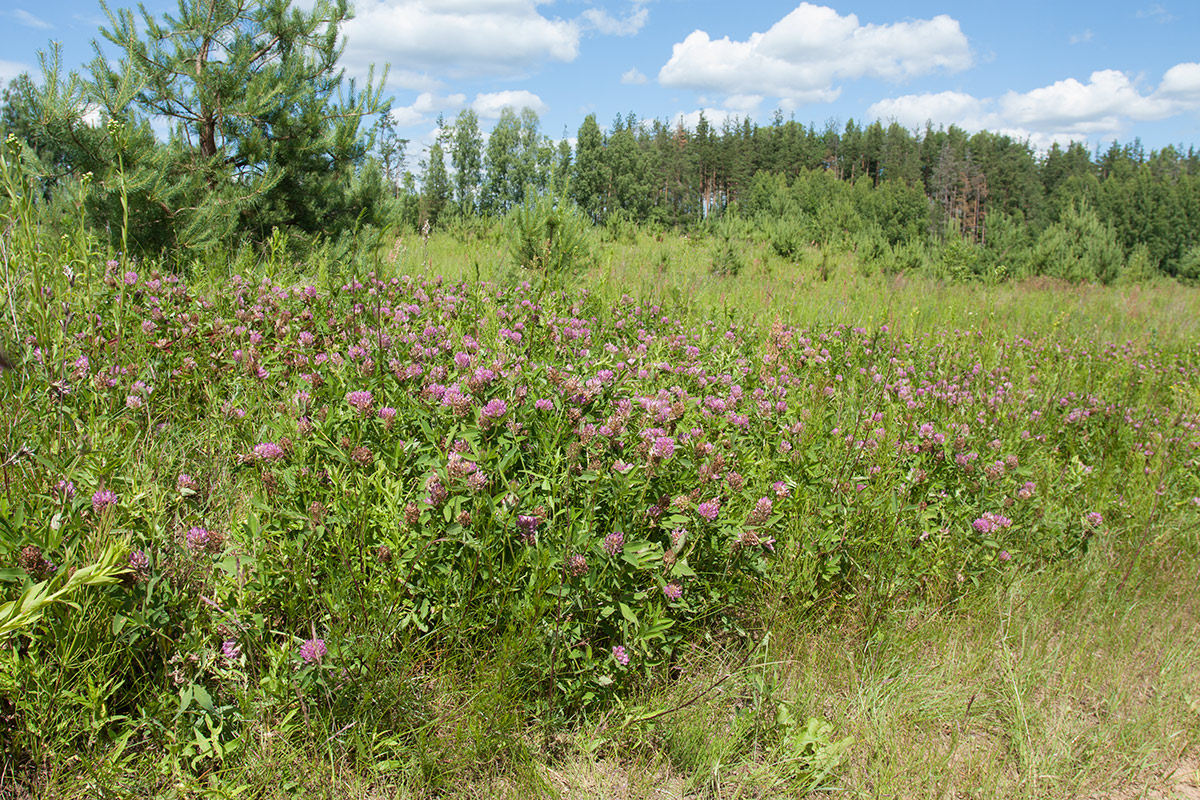 Изображение особи Trifolium medium.