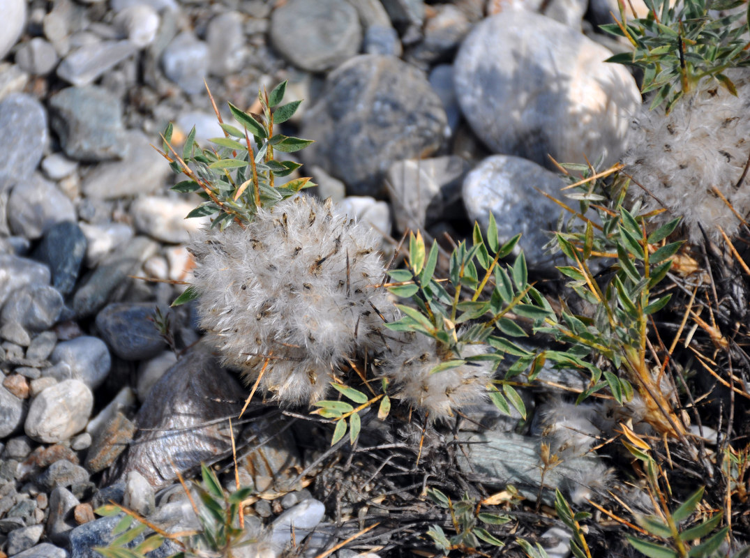 Изображение особи Astragalus pterocephalus.