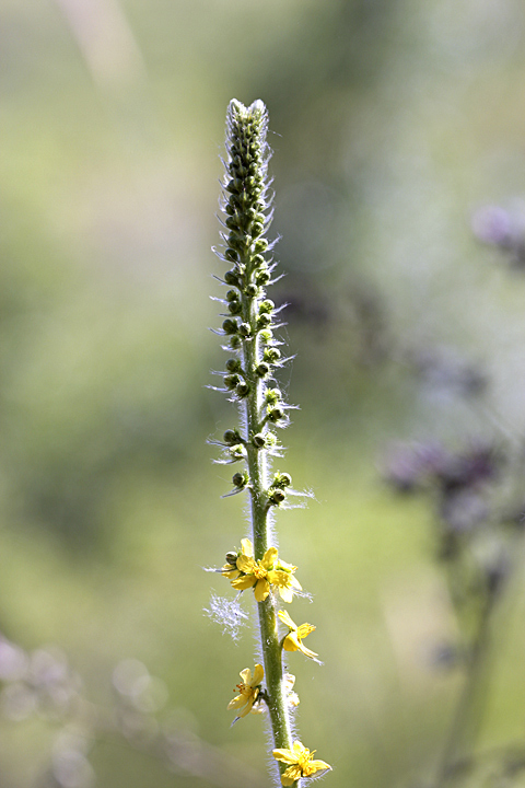 Image of Agrimonia asiatica specimen.