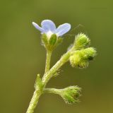 Image of taxon representative. Author is Лариса Крайник