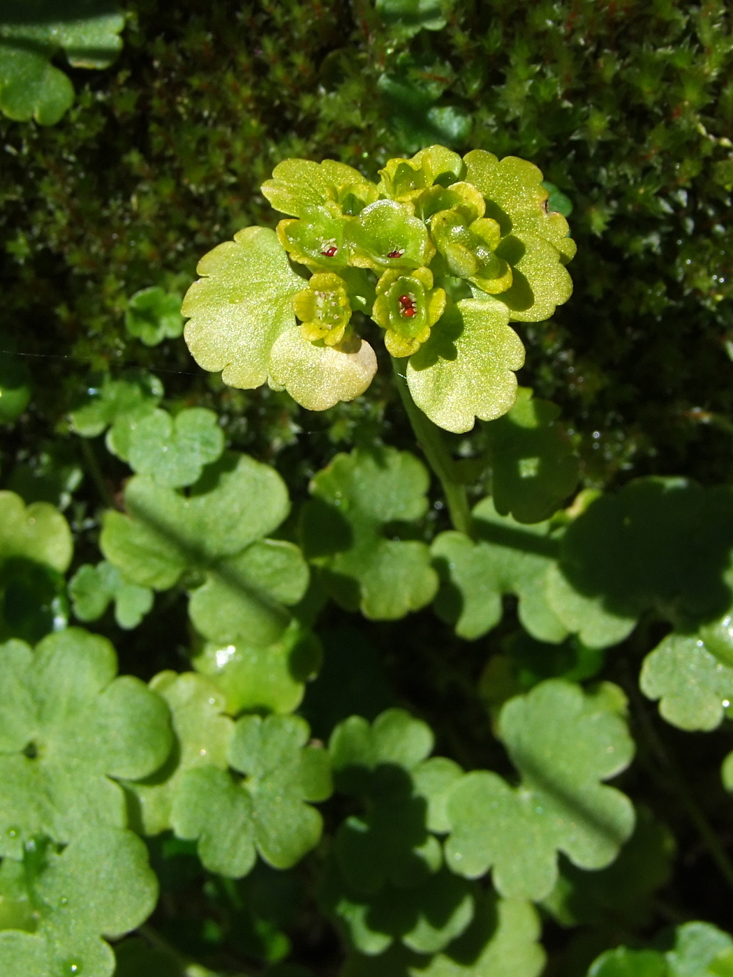 Image of Chrysosplenium sibiricum specimen.