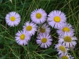 Erigeron speciosus. Соцветия. Иркутская обл., г. Иркутск, Ботанический сад ИГУ. 21.07.2017.