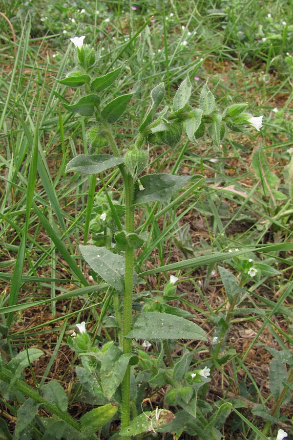 Image of Nonea echioides specimen.