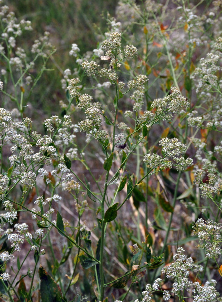 Изображение особи Lepidium latifolium.