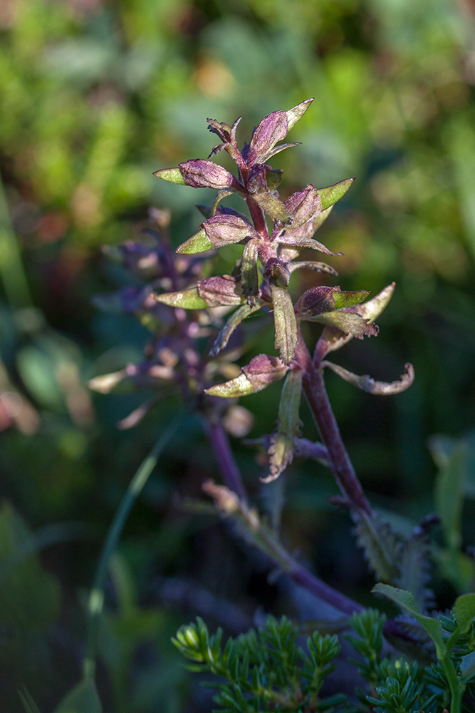 Изображение особи Pedicularis lapponica.