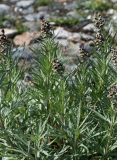 Artemisia tilesii