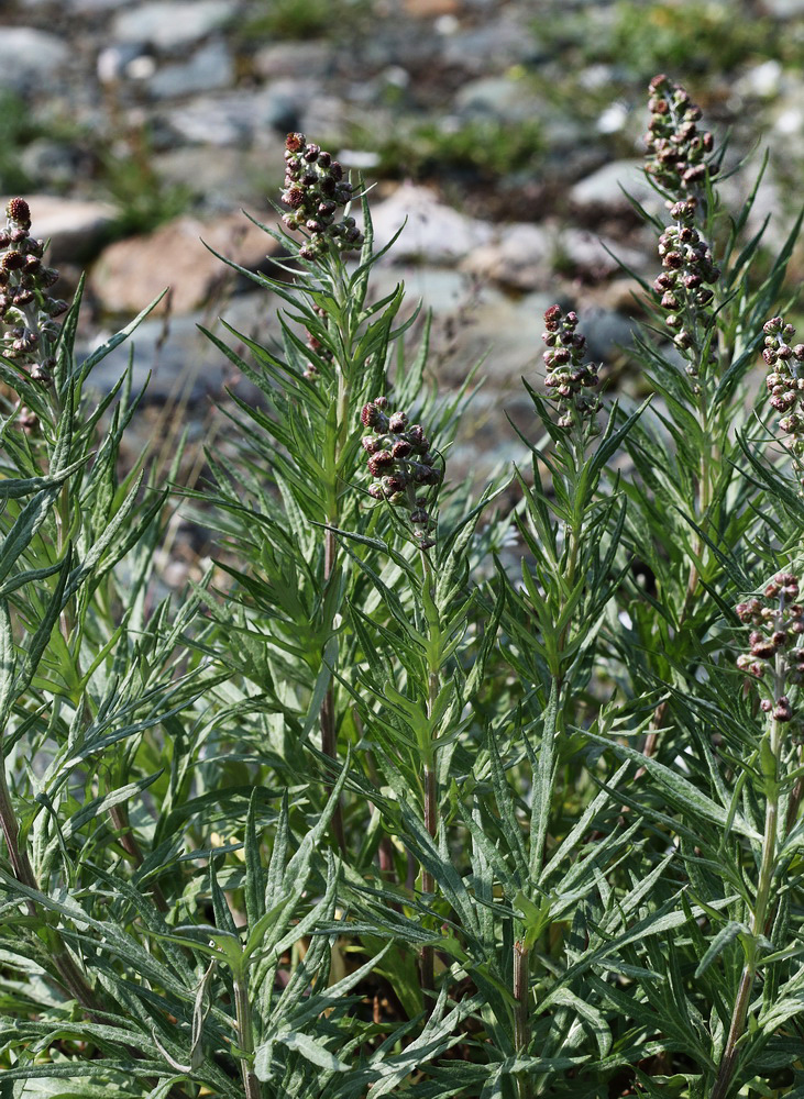 Изображение особи Artemisia tilesii.