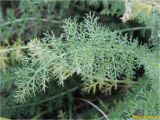 genus Achillea. Лист. Украина, г. Николаев, Заводской р-н, парк \"Лески\", среди соснового редколесья. 26.12.2017.