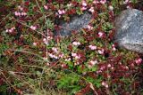 Vaccinium vitis-idaea variety minus. Цветущие растения. Чукотка, побережье бухты Провидения, тундра. 14.07.2011.
