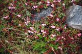 Vaccinium vitis-idaea var. minus