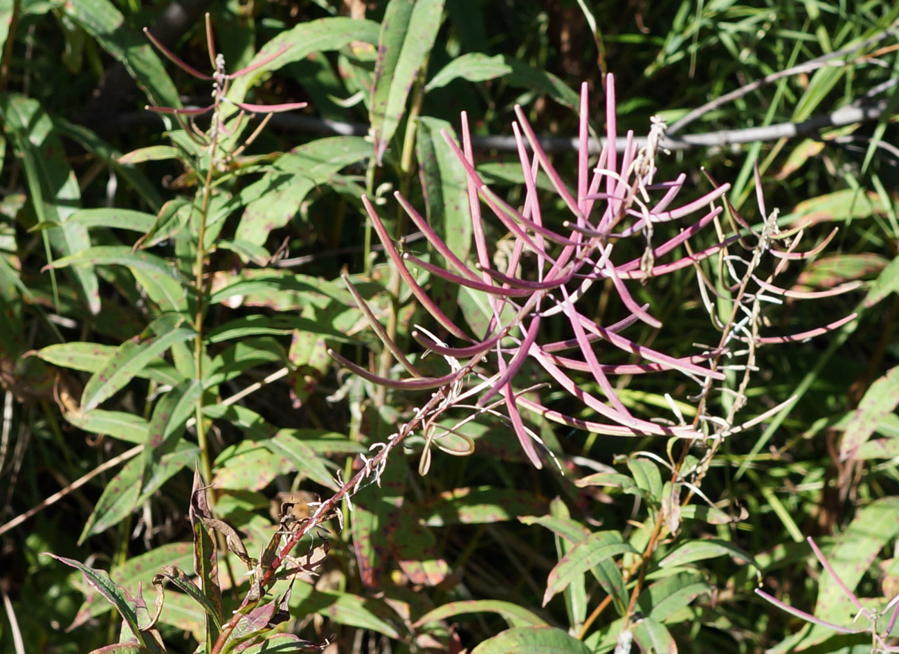 Image of Chamaenerion angustifolium specimen.