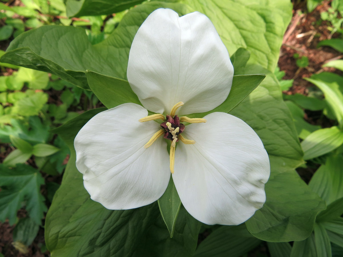 Изображение особи Trillium camschatcense.