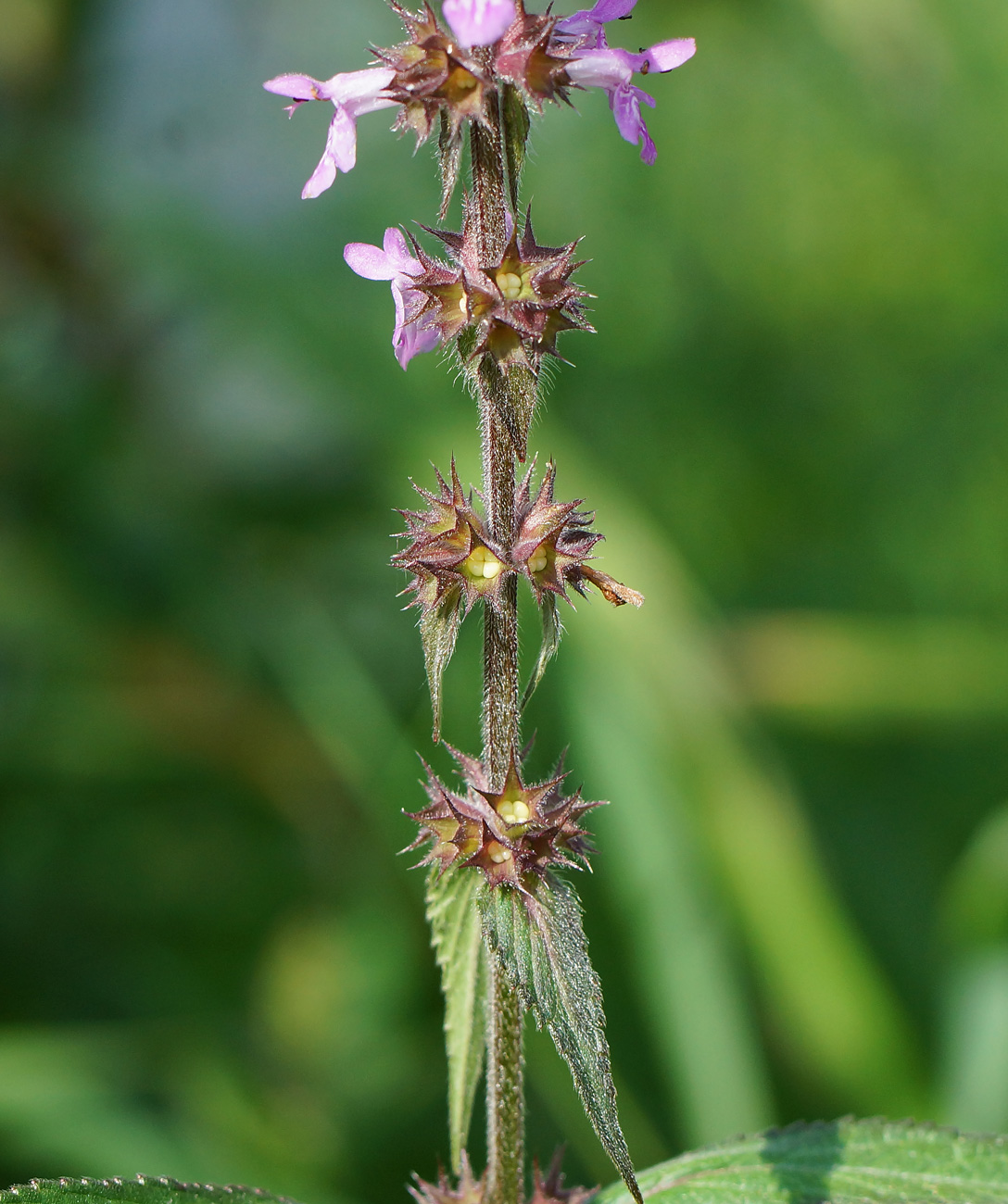 Изображение особи Stachys palustris.