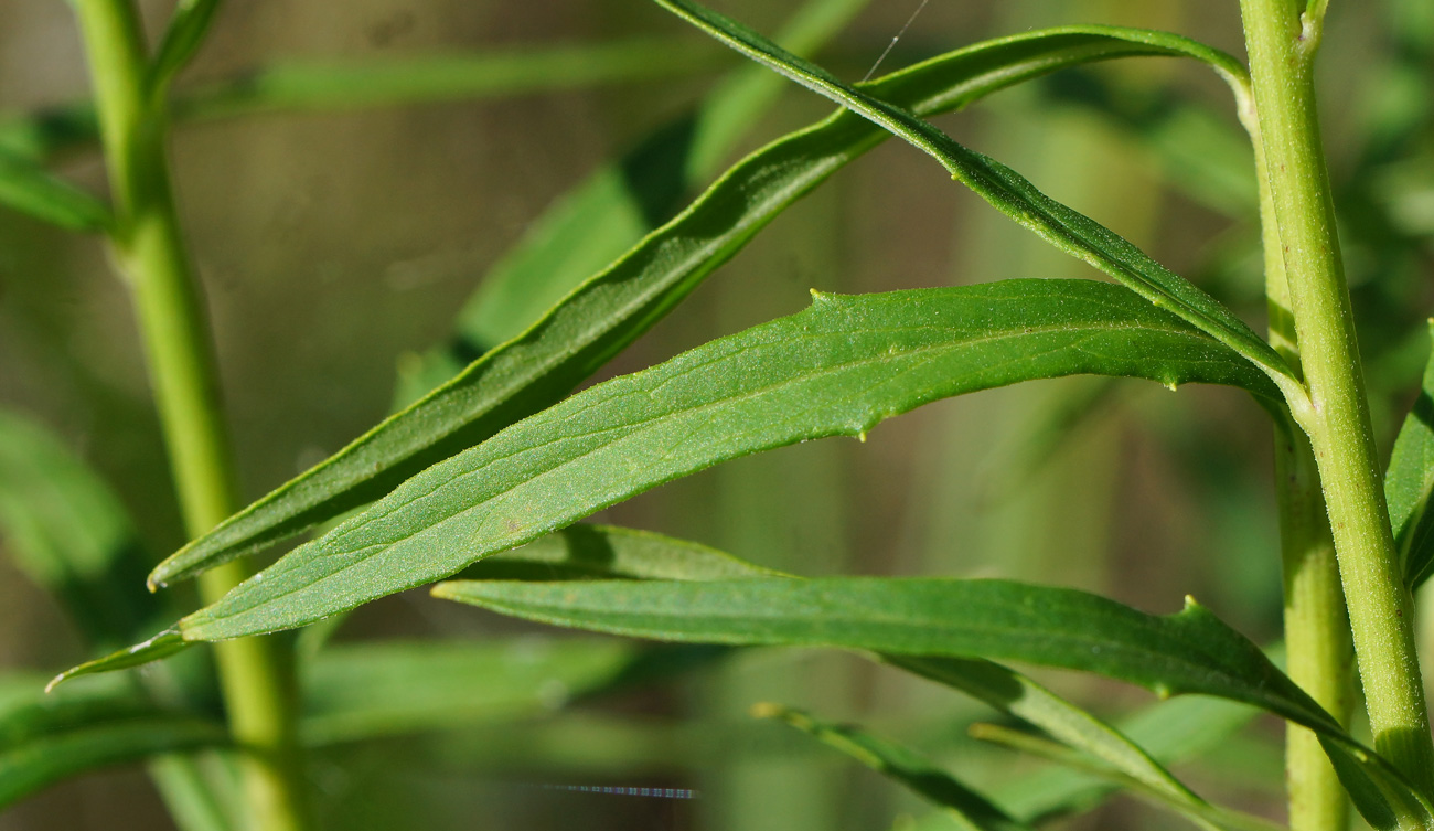 Image of Hieracium umbellatum specimen.