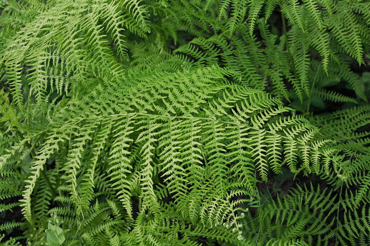 Image of Pteridium tauricum specimen.