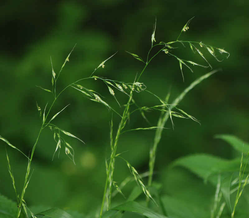 Image of Festuca gigantea specimen.