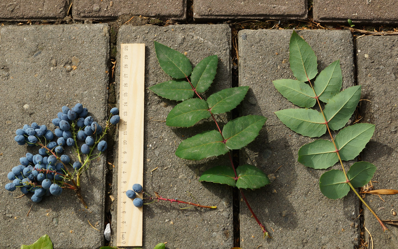 Изображение особи Mahonia aquifolium.