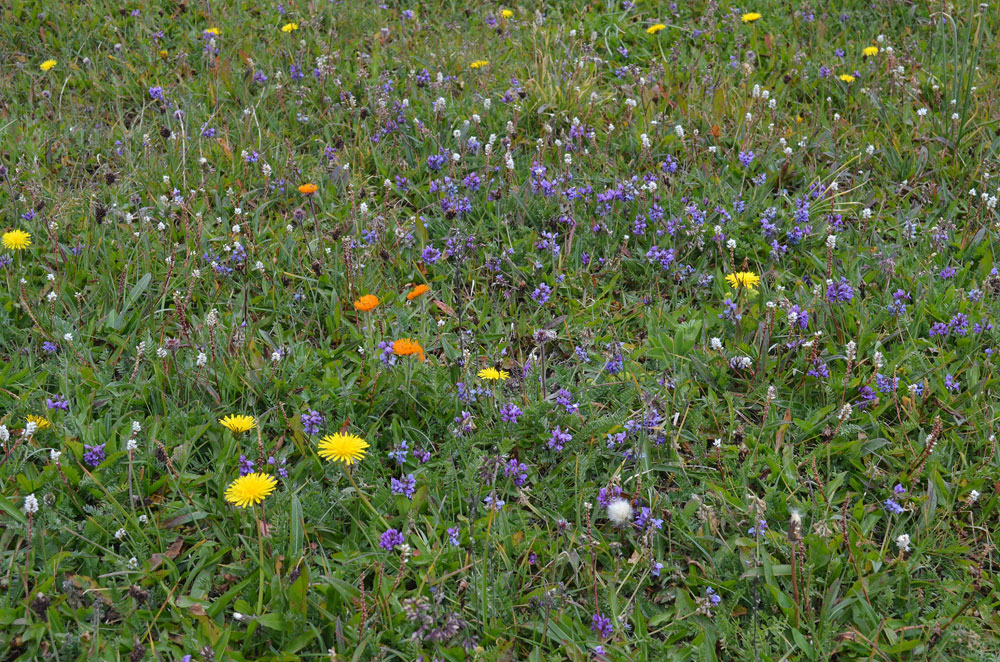 Image of Oxytropis globiflora specimen.