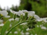 Myosotis sylvatica. Соцветие (гипохромная форма). Беларусь, Гродненская обл., Новогрудский р-н, дачи НЗГА, обочина грунтовой дороги. 07.05.2014.