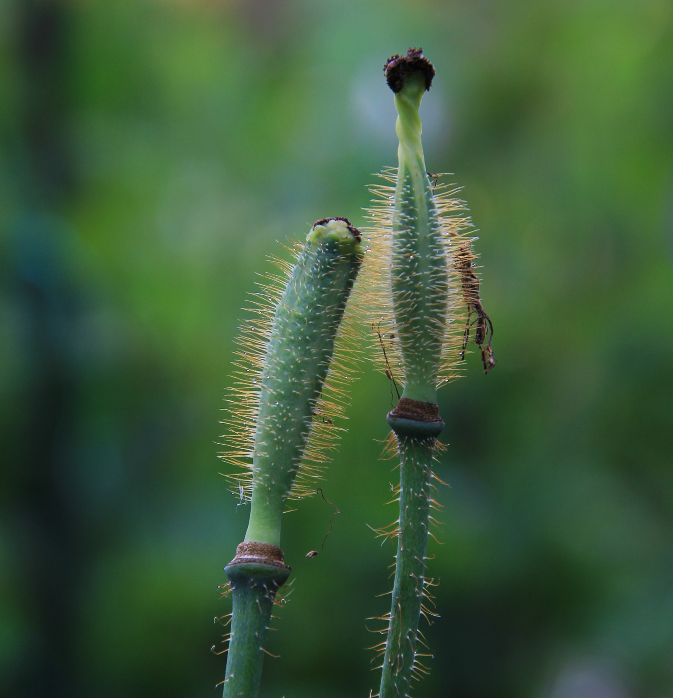 Image of Meconopsis &times; sheldonii specimen.