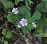 род Geranium. Верхушка цветущего и плодоносящего растения. Южный Китай, провинция Хунань, парк Zhangjiajie National Forest Park, лес на вершинном плато. 07.10.2017.