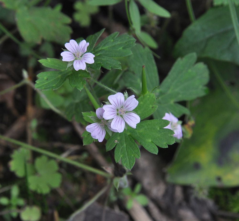 Изображение особи род Geranium.