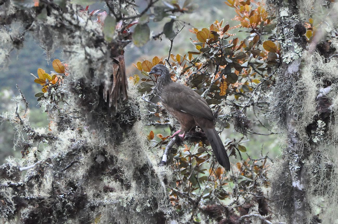 Image of genus Clethra specimen.