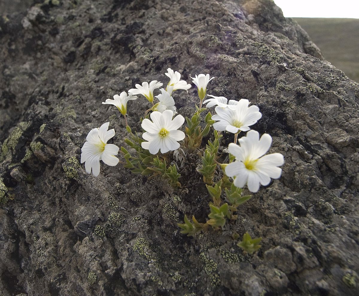 Изображение особи Cerastium polymorphum.