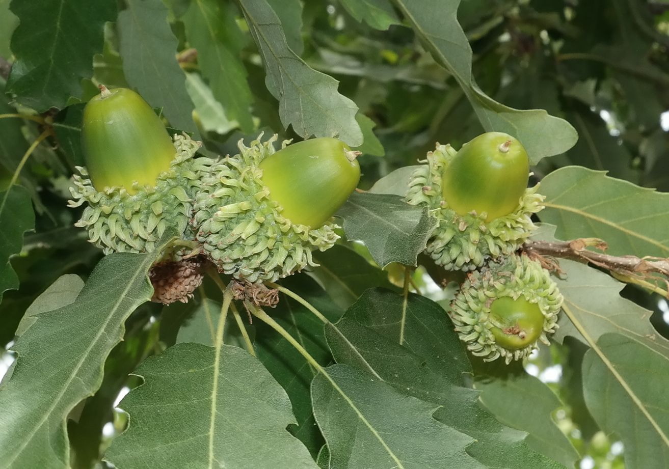 Image of Quercus castaneifolia specimen.