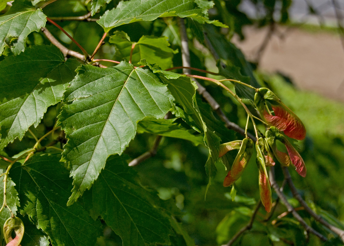 Image of Acer tataricum specimen.