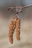 Alnus glutinosa. Мужские и женские (вверху) соцветия. Кировская обл., окр. г. Кирово-Чепецк, долина р. Чепца. 02.05.2018.