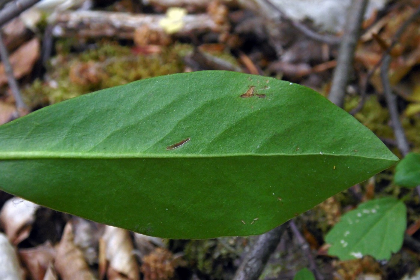 Image of Daphne albowiana specimen.