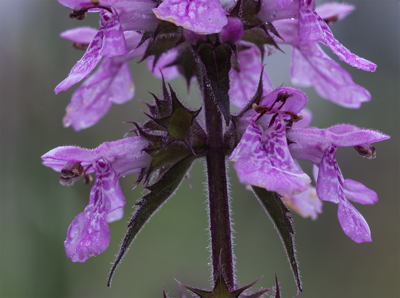 Изображение особи Stachys palustris.