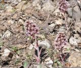 Petasites hybridus