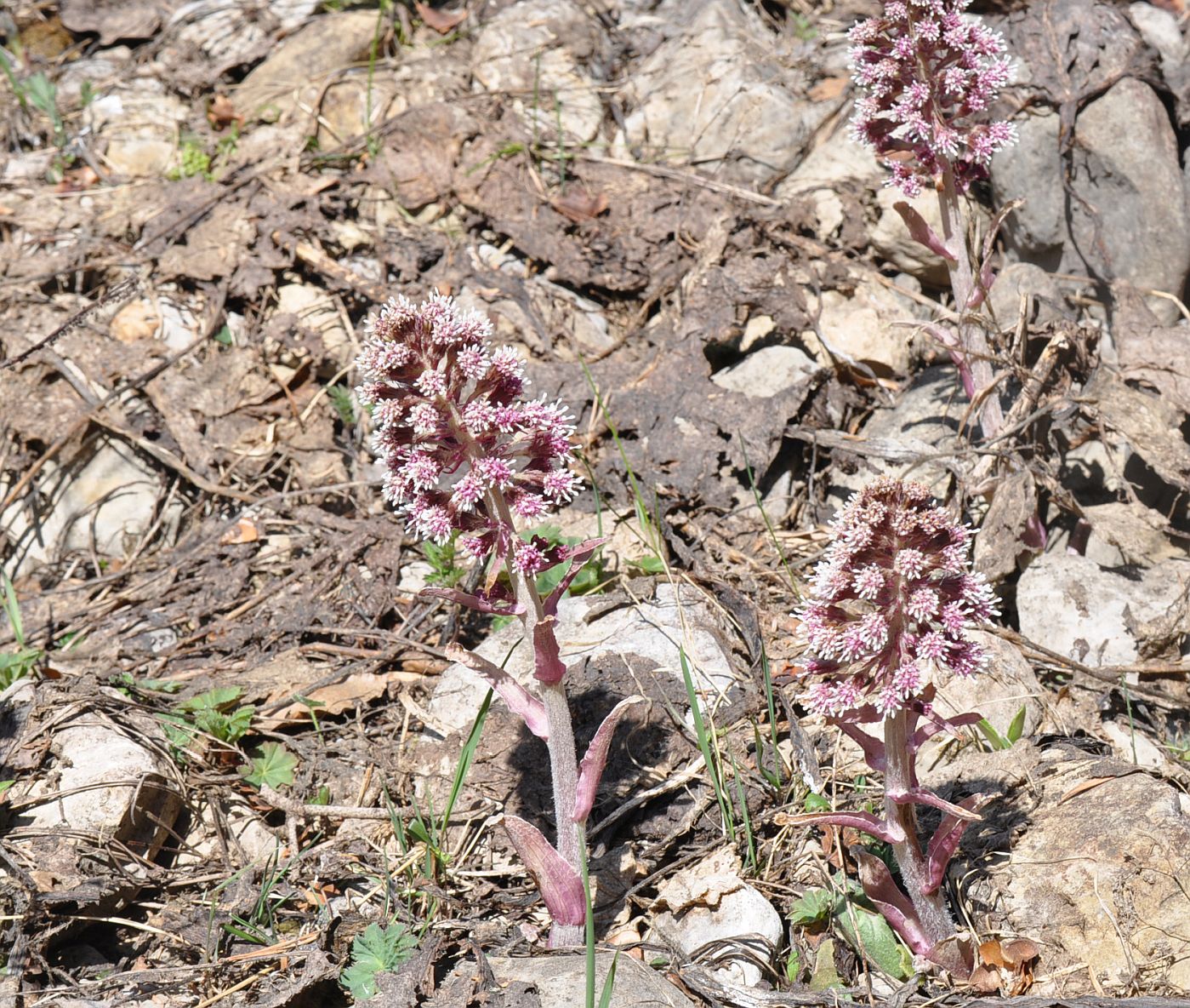 Изображение особи Petasites hybridus.