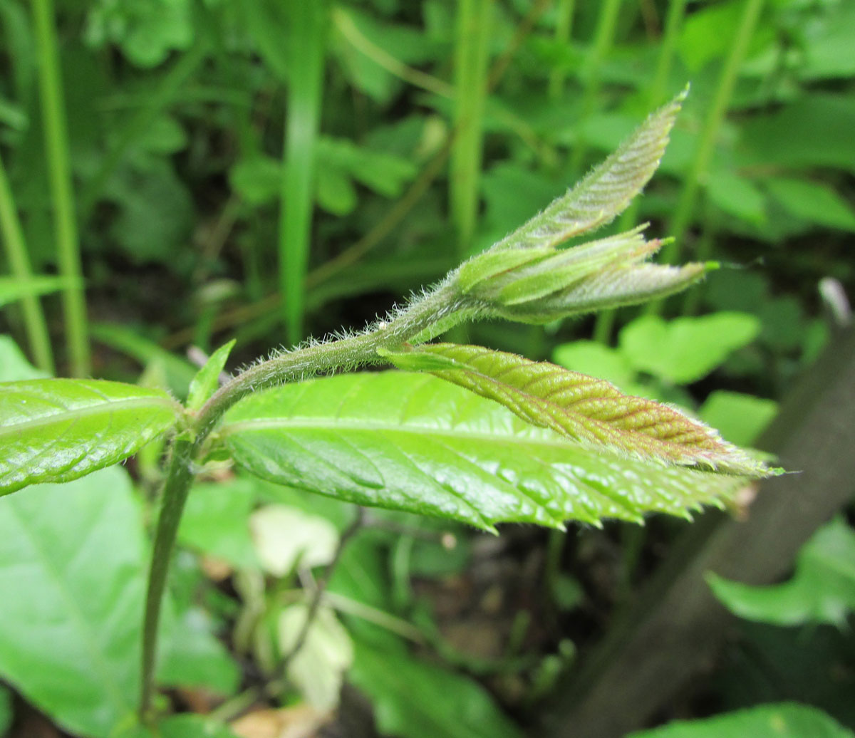 Изображение особи Castanea pumila.