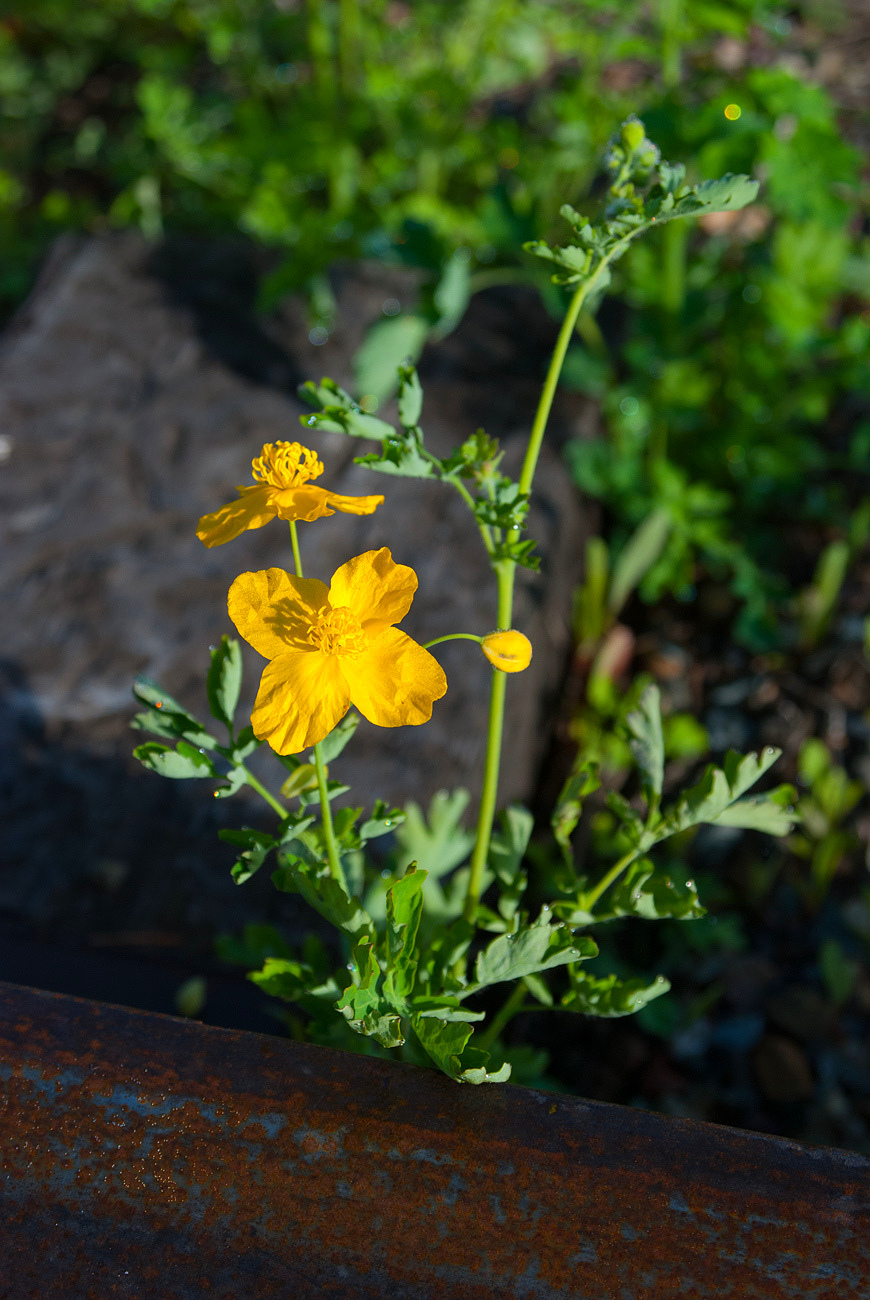 Image of Chelidonium majus specimen.