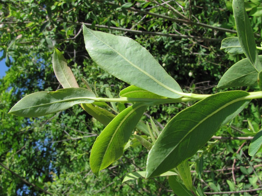 Image of Salix purpurea specimen.