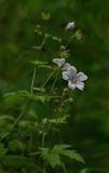 Geranium sylvaticum