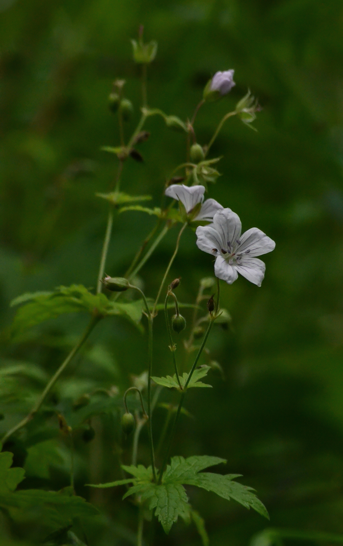 Изображение особи Geranium sylvaticum.