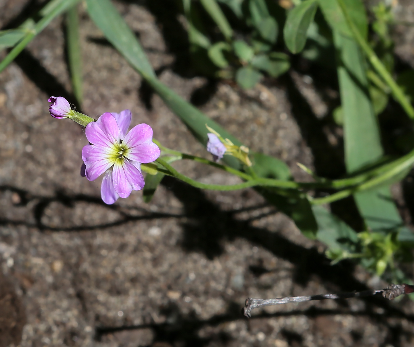 Image of Malcolmia maritima specimen.
