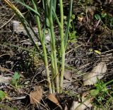 Allium pallasii