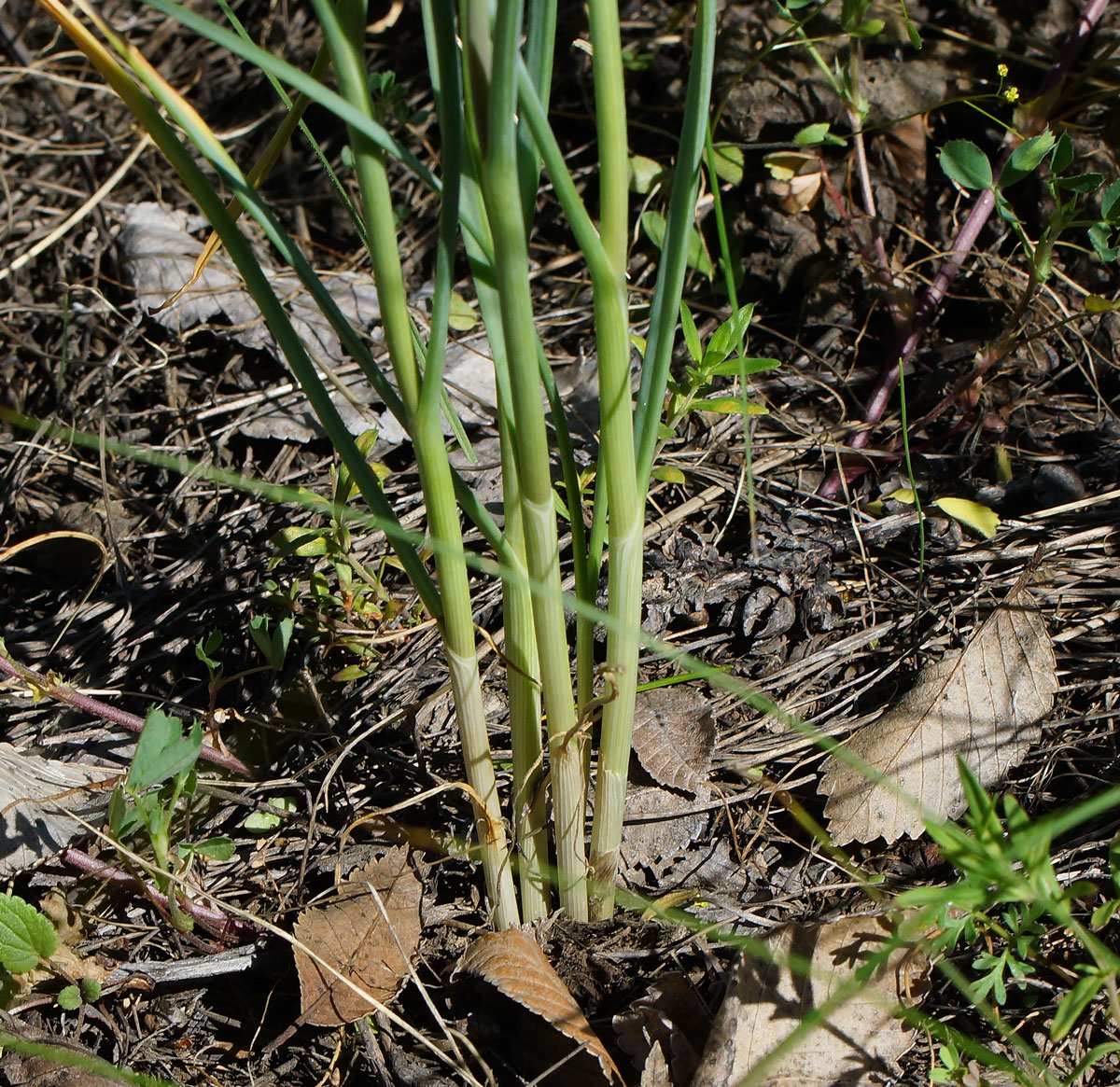 Изображение особи Allium pallasii.