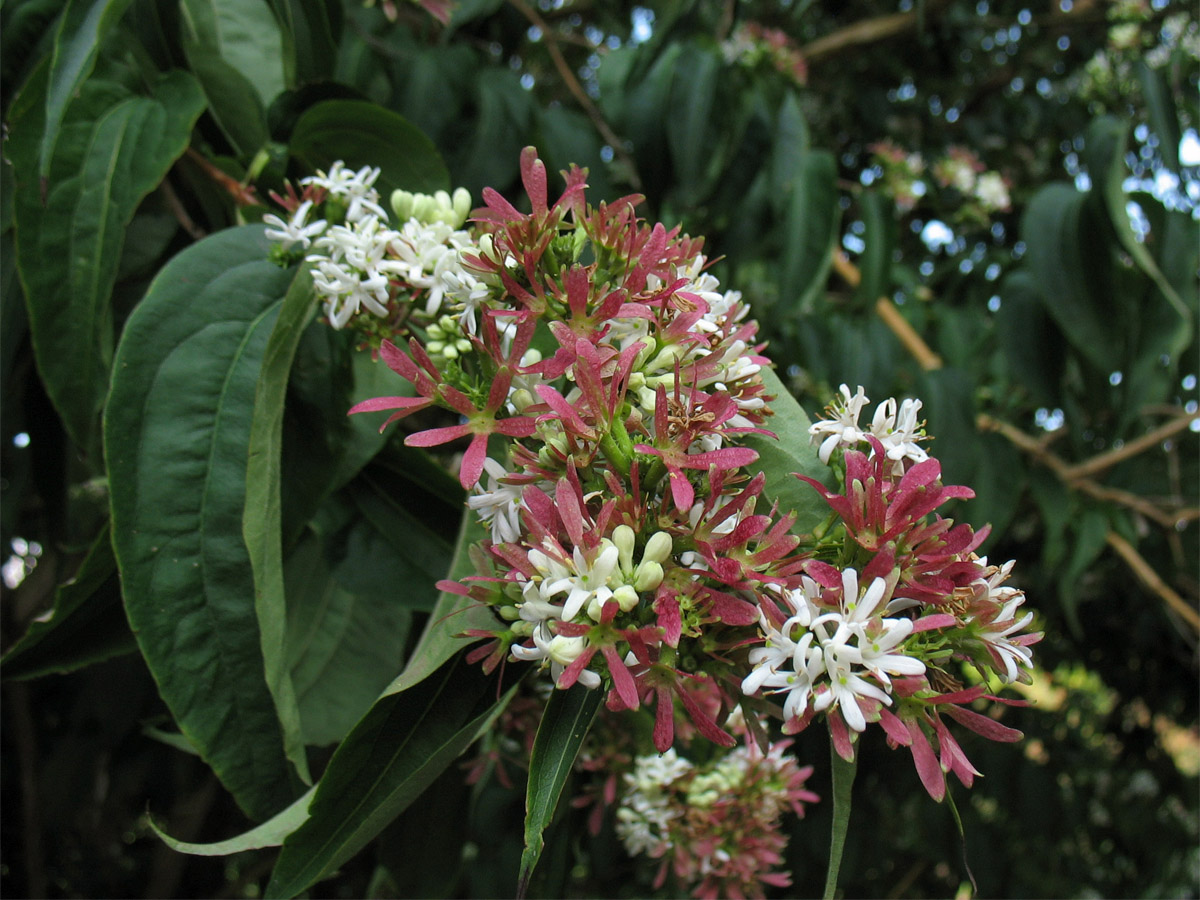 Image of Heptacodium miconioides specimen.