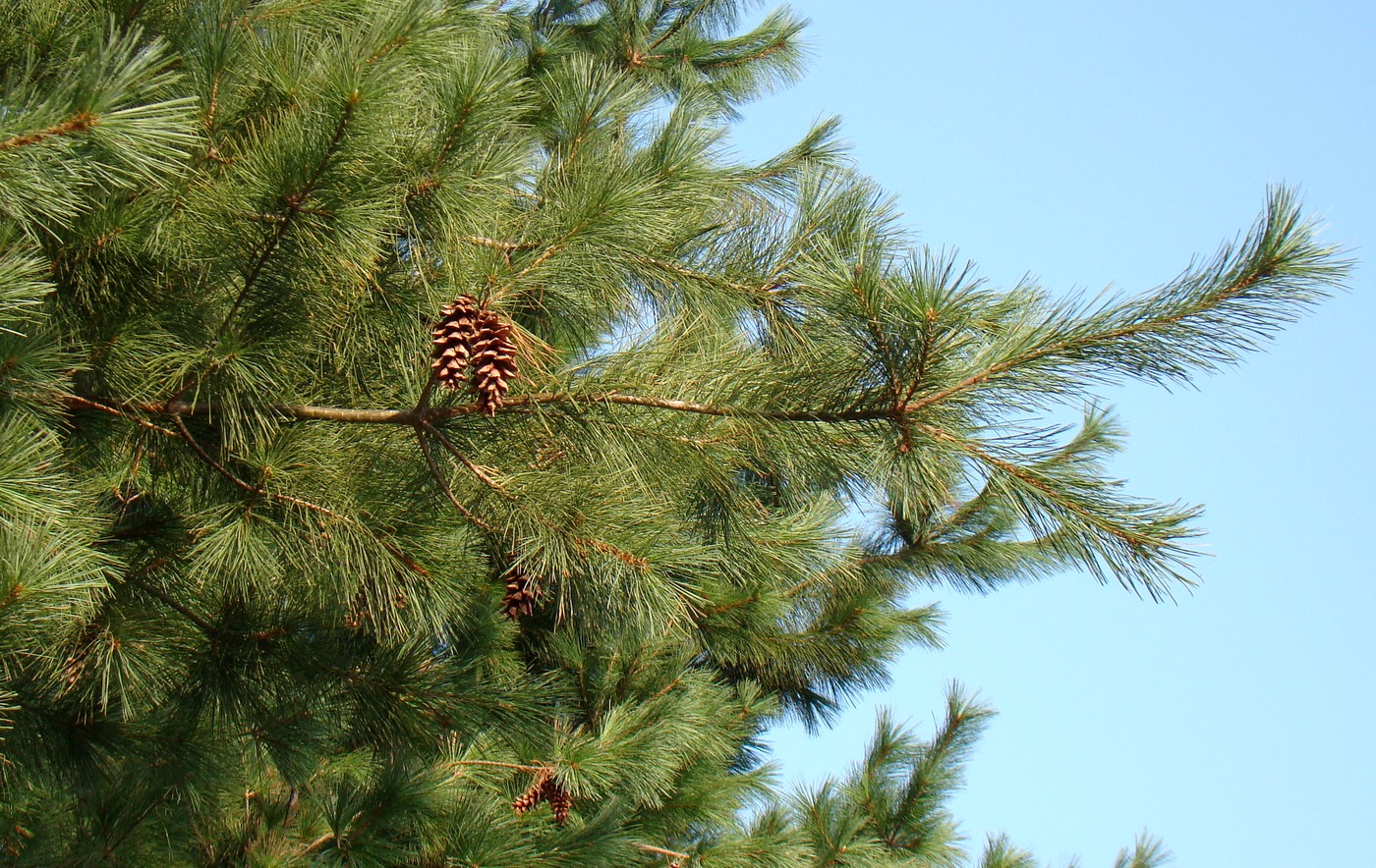 Изображение особи Pinus strobus.